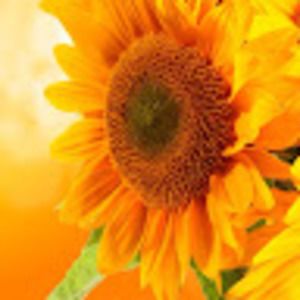 Meet your Posher, Rhonda